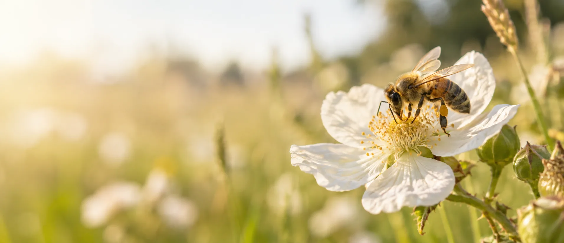 A honey bee gathering nectar from a white blossom.